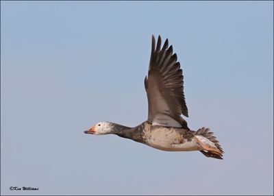 Snow Goose intermediate, Sequoyah NWR, OK, 2-21-2024_3677DZ.jpg