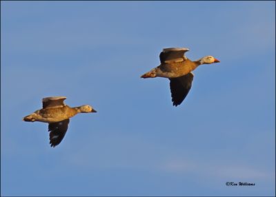 Snow Goose intermediate, Sequoyah NWR, OK, 2-21-2024_2162Dz.jpg