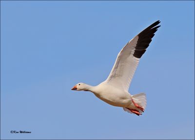 Snow Goose white morph adult, Sequoyah NWR, OK, 2-21-2024_3394Dz.jpg