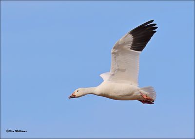 Snow Goose white morph adult, Sequoyah NWR, OK, 2-21-2024_3604Dz.jpg