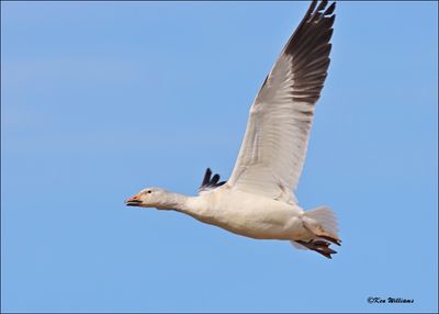 Snow Goose white morph juvenile, Sequoyah NWR, OK, 2-21-2024_3428Dz.jpg