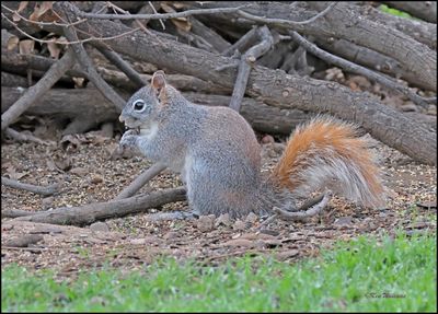 Arizona Gray Squirrel