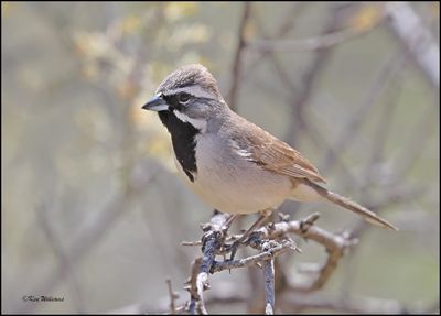 Black-throated Sparrow, Boyce Thompson Arboretum, 3-30-2024_5677z.jpg