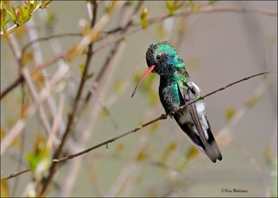 Broad-billed Hummingbird male, Patagonia, AZ, 4-5-2024_1584z.jpg