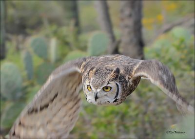 Great Horned Owl, Arizona-Sonora Desert Museum, AZ, 4-2-2024_7011z.jpg