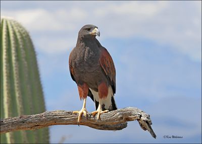 Harris's Hawk, Arizona-Sonora Desert Museum, AZ, 4-2-2024_8000z.jpg
