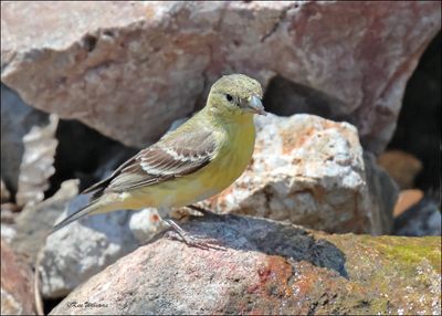 Lesser Goldfinch female, Patagonia, AZ, 4-4-2024_0118z.jpg