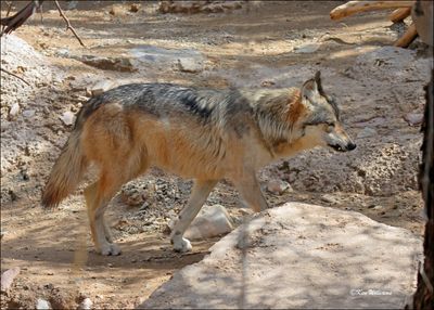 Mexican Gray Wolf, Arizona-Sonora Desert Museum, AZ, 4-2-2024_8061z.jpg
