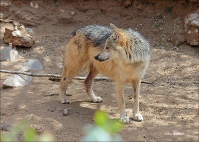 Mexican Gray Wolf, Arizona-Sonora Desert Museum, AZ, 4-2-2024_8126Z.jpg