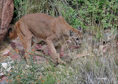 Mountain Lion