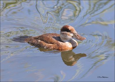 :Ruddy Duck:
