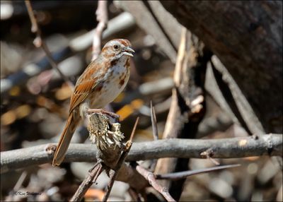 Song Sparrow - Southwest variety, Patagonia, AZ, 4-4-2024_9653z.jpg