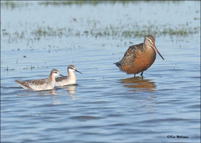 : Hudsonain Godwit :