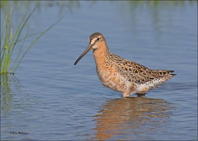 : Short-billed Dowitcher :