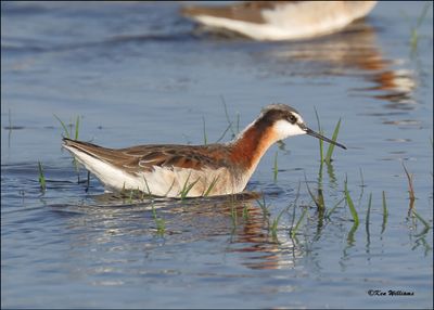 Wilson's Phalarope female, Wagoner Co, OK, 5-7-2024_3900z.jpg