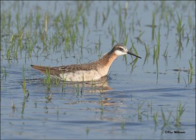Wilson's Phalarope male, Wagoner Co, OK, 5-7-2024_3902z.jpg