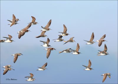 Wilson's Phalaropes & Lesser Yellowlegs, Wagoner Co., OK, 4-29-2024_2753z.jpg