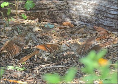 Brown Thrasher