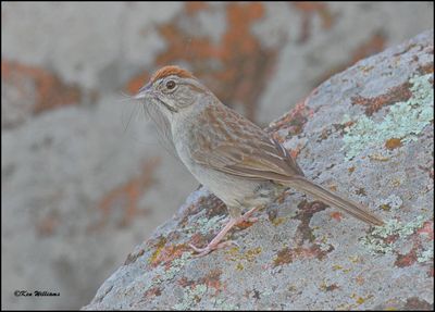 :Rufous-crowned Sparrow:
