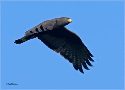 Zone-Tailed Hawk