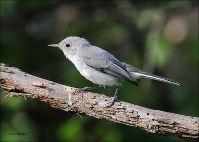 Blue-gray Gnatcatcher