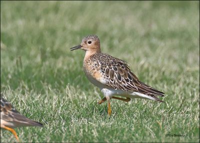 Buff-breasted Sandpiper, Wagoner Co, OK, 8-4-2024_1918z.jpg
