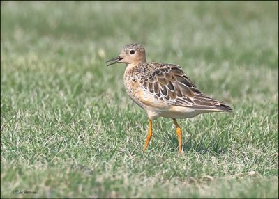 Buff-breasted Sandpiper, Wagoner Co, OK, 8-4-2024_1933z.jpg