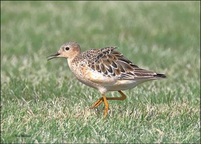 Buff-breasted Sandpiper, Wagoner Co, OK, 8-4-2024_1936z.jpg