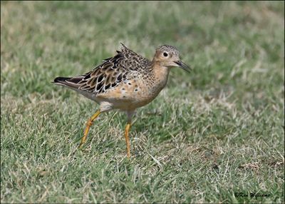 Buff-breasted Sandpiper, Wagoner Co, OK, 8-4-2024_1991z.jpg
