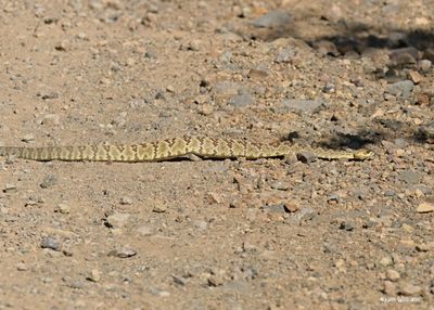 Black-tailed Rattlesnake, Barfoot Park, AZ. 9-5-2024_9212zD.jpg