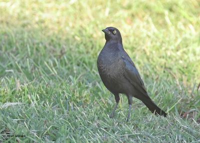 :Brewer's Blackbird: