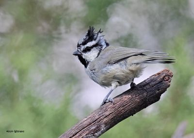 Bridled Titmouse