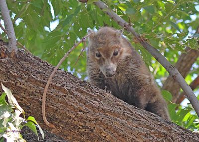 Coatimundi