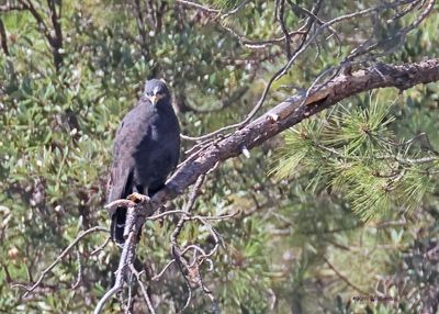 Black Hawk