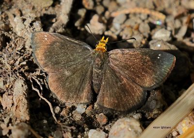 Spreadwing & Longtail Skippers
