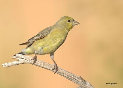 Lesser Goldfinch female, Ash Canyon, Sierra Vista, AZ. 9-7-2024_3486zD.jpg