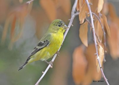 Lesser Goldfinch immature male, Ash Canyon, Sierra Vista, AZ. 9-7-2024_2410zD.jpg