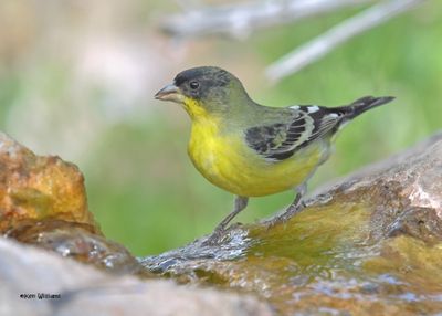 Lesser Goldfinch male, Ash Canyon, Sierra Vista, AZ. 9-7-2024_2747zD.jpg