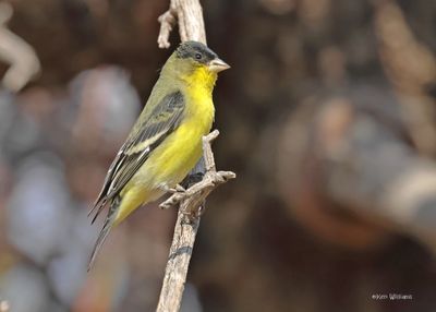 Lesser Goldfinch male, Ash Canyon, Sierra Vista, AZ. 9-7-2024_2764zD.jpg