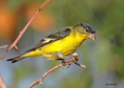 Lesser Goldfinch male, Ash Canyon, Sierra Vista, AZ. 9-7-2024_3513zD.jpg