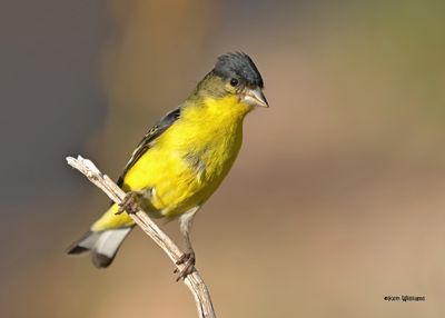 Lesser Goldfinch male, Ash Canyon, Sierra Vista, AZ. 9-7-2024_3531zD.jpg