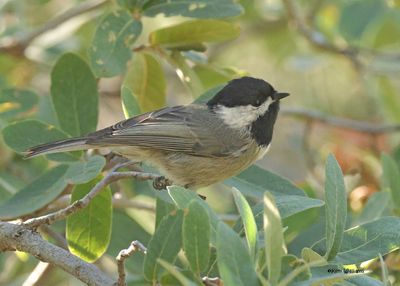 Mexican Chickadee