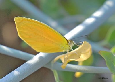 Mexican Yellow