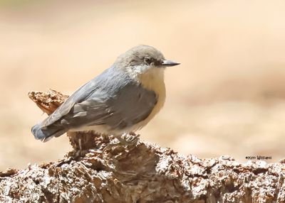 Pygmy Nuthatch, Barfoot Park, AZ. 9-3-2024_7063z.jpg