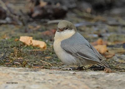 Pygmy Nuthatch, Mt Lemmon, AZ, 9-10-2024_5938z.jpg
