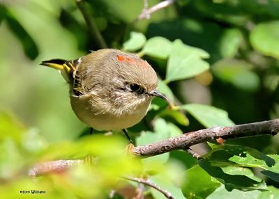 Ruby-crowned Kinglet, Capulin Spring, Sandia Mts, NM, 8-31-2024__3164zD.jpg
