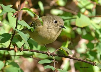 Ruby-crowned Kinglet, Capulin Spring, Sandia Mts, NM, 9-12-2024_6263zD.jpg