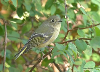 Ruby-crowned Kinglet