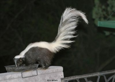 Skunks