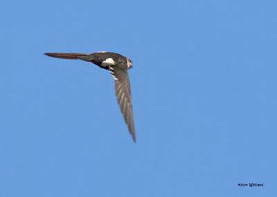 White-throated Swift, Mt Lemmon, AZ, 9-10-2024_5620zD.jpg